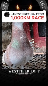 24K views · 861 reactions | JANSSEN PIGEON RETURN FROM 1,000 KM RACE #pigeon #racingpigeons #pigeonracing | Westfield Loft | Facebook