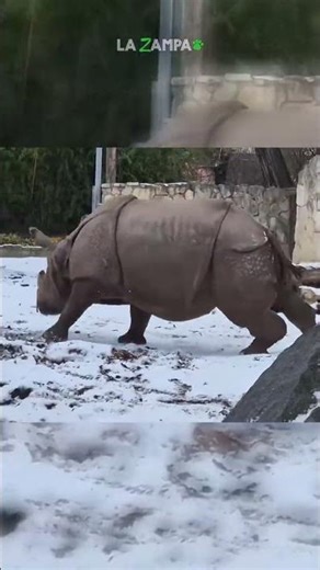 In uno zoo polacco un piccolo cervo sfida un rinoceronte