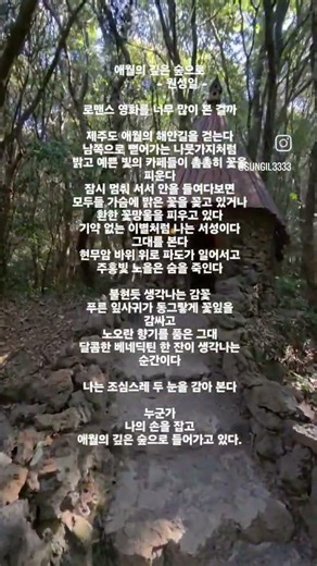 애월의 깊은 숲으로. - Jeju Island -