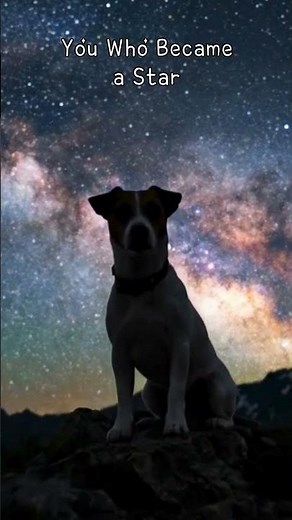 My Dog Became a Star ⭐ A Pet Memorial Song | Pet Loss Healing Music
