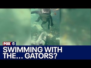 Woman swims with alligators