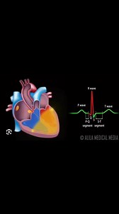 5.6K views · 33 reactions | Cardiac Conduction System Anatomy #CCU_ANATOMY | CCU | Facebook