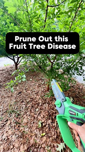 Have you seen these weird, black lumps on your plum tree? 🧐🖤This is called black knot, a fungal disease that targets plums, cherries, and other stone fruits 🍒. Those warty, charred lumps? They’re packed with fungal spores that spread fast in warm, wet weather 🌧️.If you don’t prune them out, they can kill the limb or the whole tree over time 🌳⚠️. Make your cut 6–8 inches below the knot to get rid of all the infected wood ✂️. It might look intense, but it’s the only way to stop the fungus fro