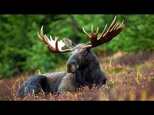 The Return of the American Buffalo, Beaver and Moose | Our World