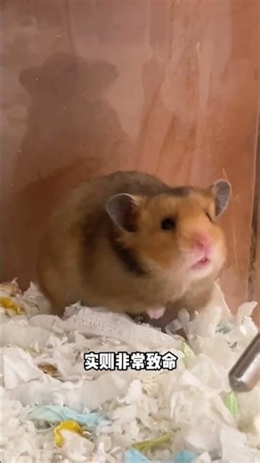 Deadliest Rodent Alert: Beware the Coming Hamsters