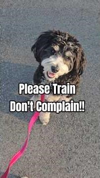 #dogtraining #dogshorts #training #tips #recall #doodle #shorts #fyp #dogmom #petcare #doglife #team