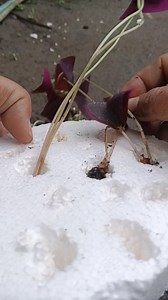 12K views · 115 reactions |  Water Propagation Oxalis Triangularis  Daun ungu cantik ini tumbuh subur hanya dengan air  Akar putih mulai muncul, tanda kehidupan baru sedang dimulai. Sederhana, alami, dan menenangkan. #waterpropagation #oxalistriangularis #oxalisungu #tanamanhias #tanamanindoor #plantlover #planthealing #urbanjungle #tanamanestetik #plantlife #pecintatanaman | Kurnia Lestarii | Facebook