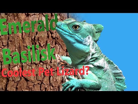 Basilisk Care 2021 Update - Plumed Basilisk Colony