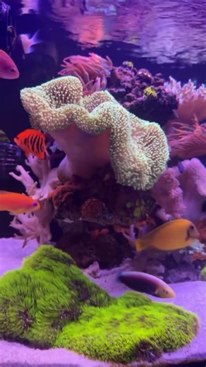 Clean, well-balanced reef that just looks fantastic. 💜 | #poweredbyaquaforest