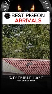 15K views · 349 reactions | BEST PIGEON ARRIVALS #racingpigeons #pigeon #pigeonracing | Westfield Loft | Facebook