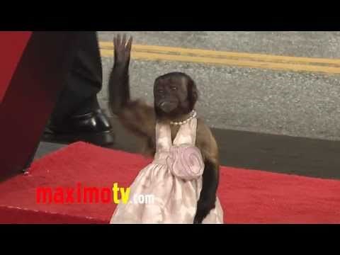 Crystal the Monkey EPIC Red Carpet Adventure "The Hangover Part 2" Premiere