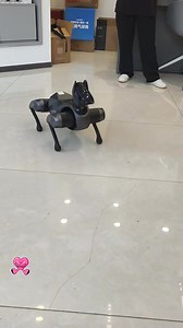 Back flip by Robot 🤖 dog #robots #robotdog #robotics #virals ❤️❤️❤️❤️❤️❤️❤️❤️✅🤖🤖🤖🤖❤️❤️❤️ . . Can your dog do this??❤️❤️❤️❤️❤️❤️ | Reviews