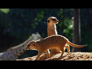 Suricatas en la sabana africana de BIOPARC Valencia (diciembre 2020)