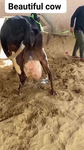 4.2K views · 212 reactions | Beautiful cow | Dairy Cow TV | Facebook