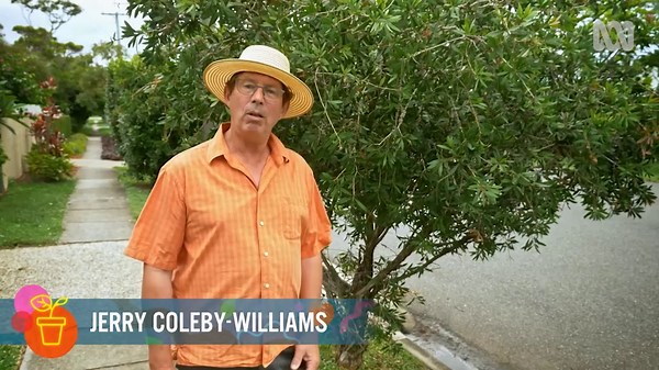 Myrtle Rust - Gardening Australia