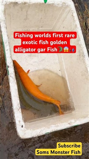 Fishing Alligator🐊Gar Fish in Wild🎣#shorts #alligatorgar #fishing #viral #youtubeshorts #trending