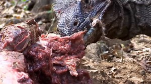 11K views · 121 reactions | Komodo dragon (Varanus komodoensis) feeding on a deer. | Muiz Hot Chicken Jasin | Facebook