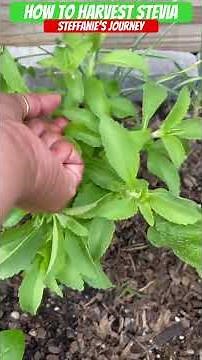How To Harvest the Stevia Leaves | Urban Garden | Zone 8A GA || Steffanie’s Journey
