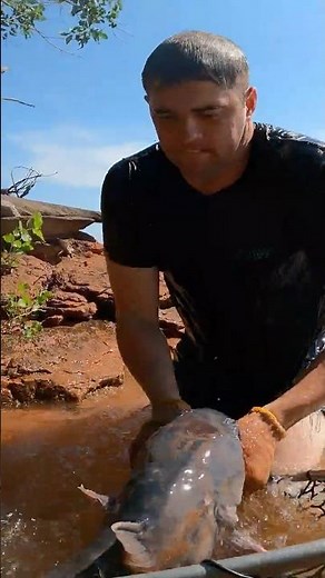 Noodling a Channel Catfish in shallow water