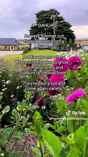 5 Easy Flowers to Grow at Home Without Experience