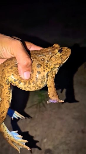 Bonk Bonk the frogs funny | Bullfrog and Toad funny fly or jump | Animal for fun | Funny Frog