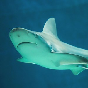 181 reactions · 45 shares | Don’t miss our jawsome FREE & LIVE virtual lecture, “What Can You Learn from a Preserved Shark.” Dr. Eric J. Hilton, will be discussing the biology of sharks, rays and other sea creatures kept in natural history collections. Take a lunch break and join us July 15 @ Noon; Limited to 300 people. RSVP today! | Science Museum of Virginia | Facebook