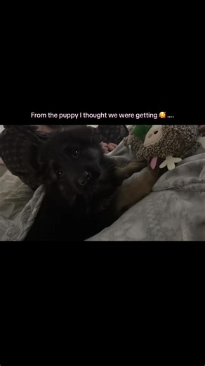 She started off so shy and timid, wouldn’t come near us, hiding behind doors… to absolute stir crazy, this isn’t even her worst 😂🤪 ##fyp #glasgow #gsdoftiktok #puppydog #germanshepherd