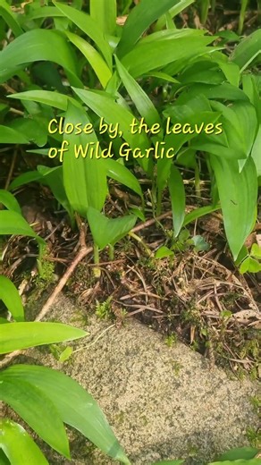 Wildflowers in early spring sun #ireland #louth #nature #flowers #spring