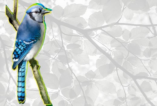 The colour blue is elusive in nature. Here's why - The Weather Network