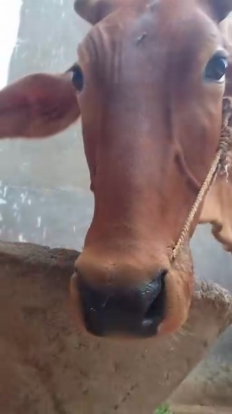 #Cudding_Cow – Cute and Funny Moments of a Playful Cow