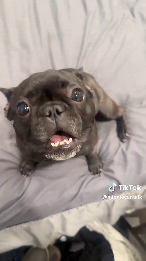 Minnie the French Bulldog: A Must-Watch Talking Star