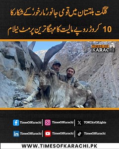 In Gilgit-Baltistan, Pakistan’s national animal, the Markhor, received its highest-ever hunting permit, auctioned at 104.42 million rupees (10.44 crore). #TOKReports #Markhor | TOK Videos
