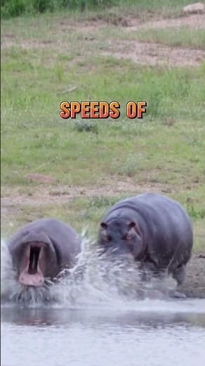 Hippopotamus Running Full Speed 🦛😲 Fascinating Hippo Facts!