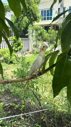Cockatiel shower every hot 🪾🌴🦜🦜#cockatiel #birds #parrot #pets