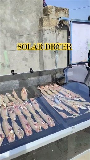 Solar Dryer manufacturer/ fish dryer #dryermachine #solardryer