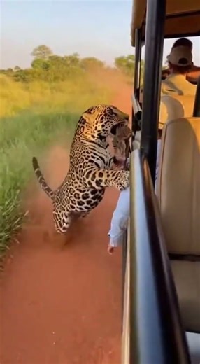 Jaguar With Baby in Mouth Jumps Onto Moving Car Stunning Wild Rescue #wildlife #jaguar #nature