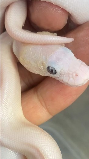 White ball python #exoticpets #snake #hobby #reptiles #ballpython