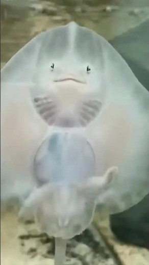 This fish is SMILE! THE FUNNIEST Fish in the World #funny fish #funnyfish #viral #fyp #shorts