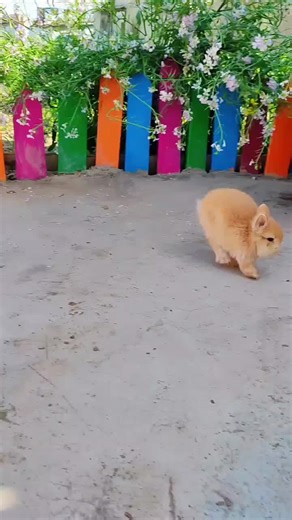 cute Bunny 🐰 #bunny #bunnygirl #bunnylover #bunnylove #rabbitrescue #rabbitsoftiktok #rabbits #rabbitlover #cutebunny #million #top10 #viralvideos #viral #challenge #minilop #foryoupagе #foryoupage❤️❤️ #foryour #fyp #bunnytok #newtrend #newtrending #newtrendingtiktok