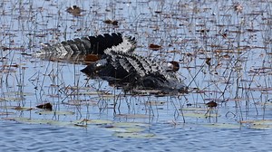 32K views · 517 reactions | Living with Alligators Alligators have...