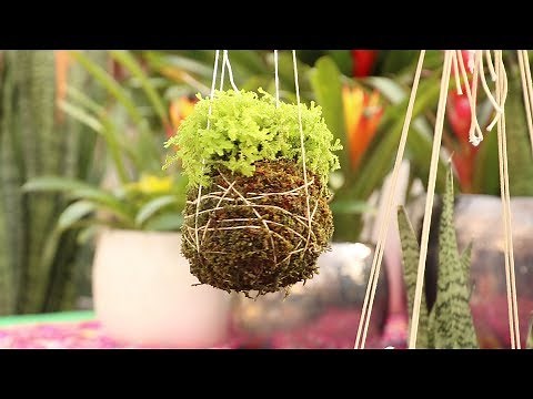 Kokedama Tutorial