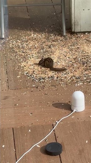 This Brave Chipmunk Wasn’t Afraid While Having His Feast!