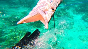 Barracuda came straight for my face underwater