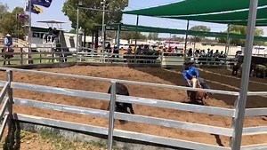 There are 602 starters in the 2019 Chinchilla Grandfather Clock Open, 280 are scheduled to run today. At the half way mark Steve Comiskey & Design in Mind share top score with Peter Black (leader of the Res Open) & another One Moore Playboy, Yaven Freestyler, both on 91 (23 64 4). 💕 www.stevecomiskeycampdrafting.com.au Louise Comiskey, Chinchilla Campdraft | Select Sires