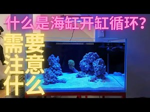 All about how to strat a reef tank [ reef tank cycling ]