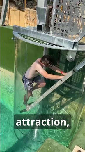 What is Inside the “Cage of Death” #crocodile #animals #animalfacts #wildlife #facts #wholesome