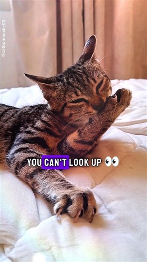 YOU ACTUALLY TRIED THAT, DIDN’T YOU? 😼 #shorts #funnycat #catvideos