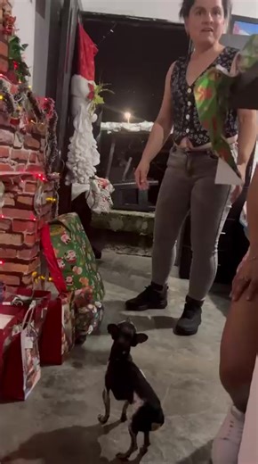 Él emocionado con su camita … Teddy | teddy