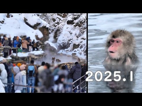 温泉につかる猿(スノーモンキー) | 2キロ歩いて猿の温泉、雪の地獄谷へ(地獄谷野猿公苑, 2025年1月)