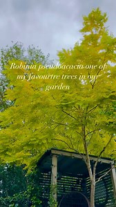 5.1K views · 164 reactions | Robinia pseudoacacia (frisia) one of my...